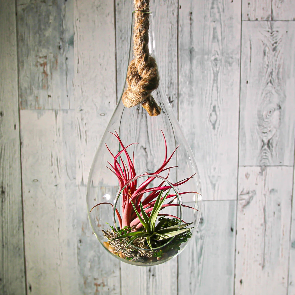 Richland Hanging Teardrop Terrarium With Rope 6" X 11" 4 Richland Hanging Teardrop Terrarium With Rope 6" X 11" - Image 2
